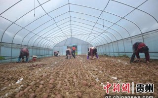 红薯的育苗技术，红薯的育苗技术视频